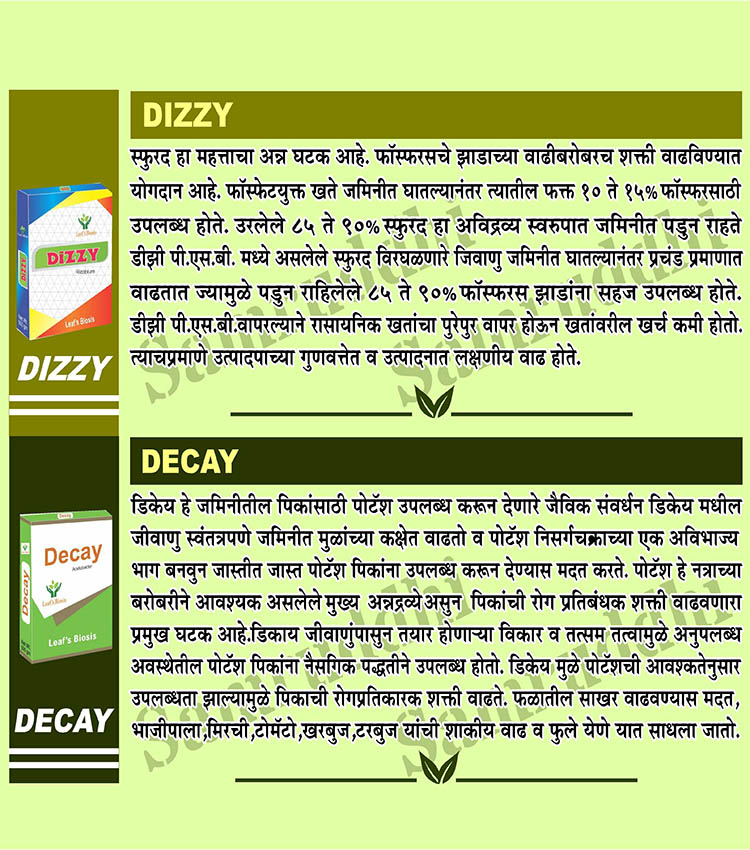 Dizzy & Decay guide